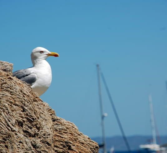 Un gabian sur la presq'île de Giens