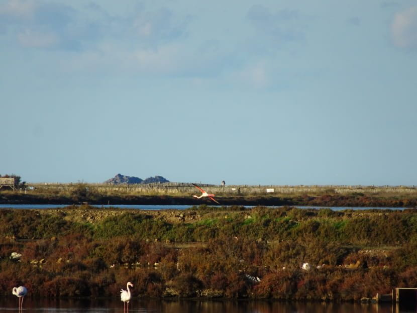 réserves naturelles de flamants roses dans les salins de Giens