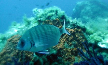 Snorkeling lungo la costa sud (Polynésie, Port Auguier)